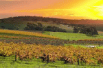 S Aust vineyard