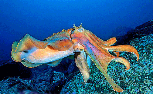 giant-cuttlefish-1