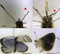 butterflies-mutant-0812