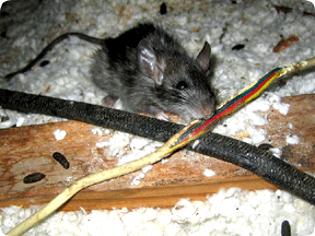 rat-chewing-cable