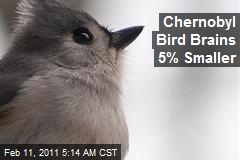 chernobyl-bird-brains-5-smaller