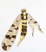 insect-scorpionfly