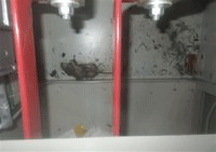 rat-in-Fukushima-switchboar