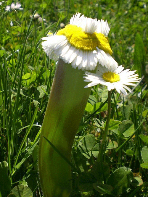 flower-Fukushima-radiation