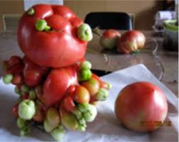 tomatoes mutated