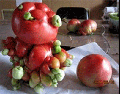 tomatoes-mutated-2