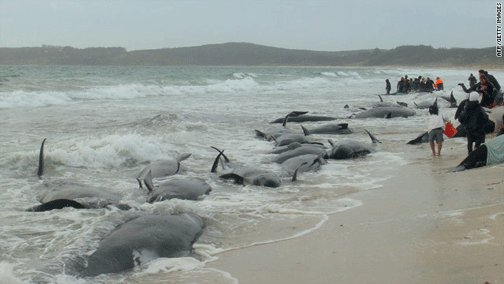 whales-beached-New-Zealand
