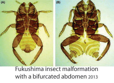 insect-Fukushima-13