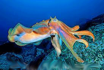 cuttlefish,-giant