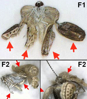 Fukushima-insects-14