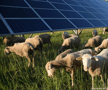 solar and sheep