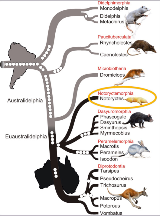 Nilsson MA, Churakov G, Sommer M, Tran NV, Zemann A, Brosius J, et al. (2010) Tracking Marsupial Evolution Using Archaic Genomic Retroposon Insertions. PLoS Biol 8(7): e1000436. doi:10.1371/journal.pbio.1000436, CC -BY, circle added