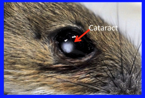 vole with cataract