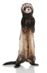 ferret