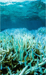 coral bleaching