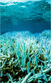 coral bleaching