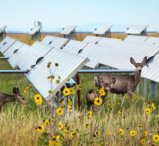 Deer solar panels NREL gov Dennis Schroeder